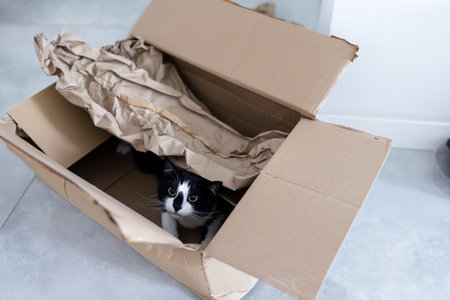 Curious black and white cat peeking out of a cardboard boxの写真素材