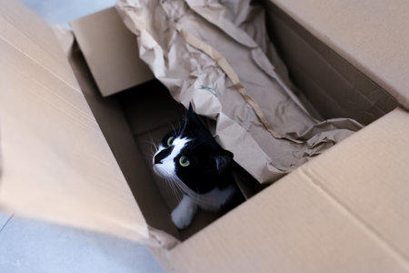 Curious black and white cat peeking out of a cardboard boxの写真素材