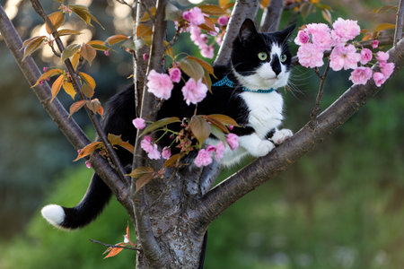 A Cat Perched in a Blossoming Treeの写真素材