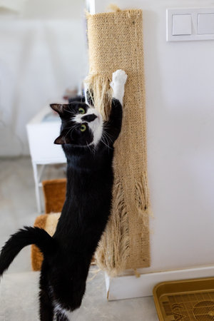 Cat scratching a scratching post on the wall in a bright roomの写真素材