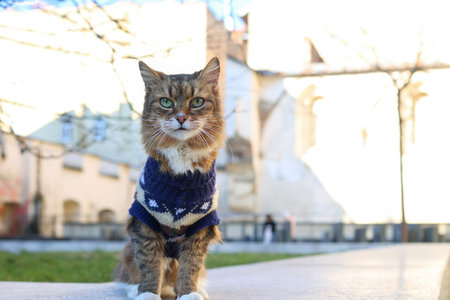 Cat in a blue sweater on a city streetの写真素材