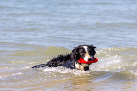 Dog Enjoying a Swim in the Sea with a Frisbeeの写真素材