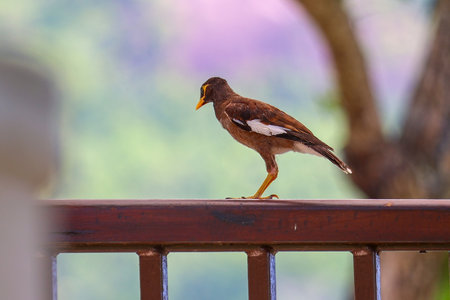 Bird on the balcony in the morning. (Acridotheres tristis)の写真素材