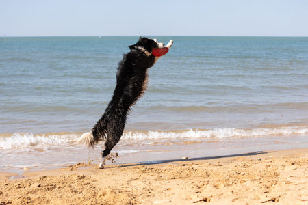 Black and white border collie running on the beach with a toy in his mouthの写真素材