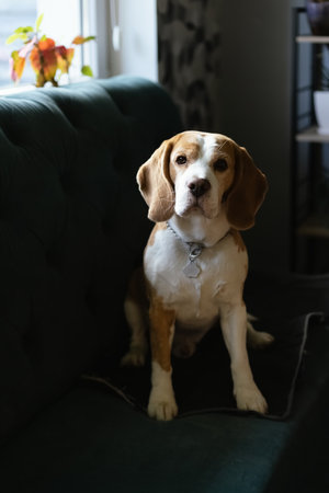 A charming beagle sits attentively on a cozy sofa, bathed in sunlight.の写真素材