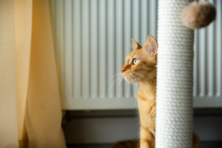 Orange tabby cat peering around a scratching postの写真素材
