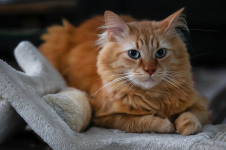 Portrait of a cute, fluffy ginger cat on a dark backgroundの写真素材