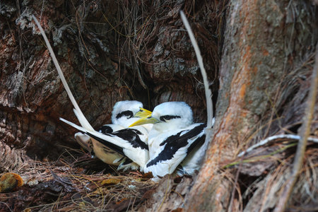 Seabirds sit in the nest. Seychellesの写真素材