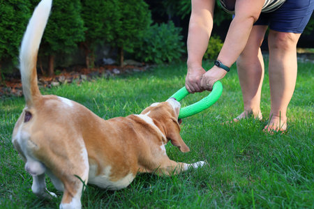 Dog and Woman Playing Tug-of-War with Toy in the Yardの写真素材