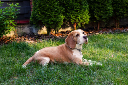 Beagle resting in grass at sunsetの写真素材