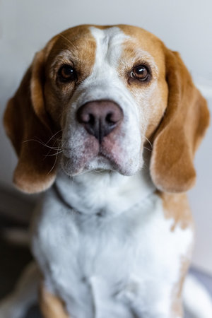 Close-up portrait of a Beagle looking directly at the cameraの写真素材