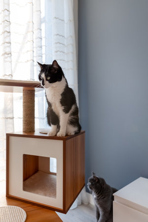 Two cats resting on cat furniture by the windowの写真素材