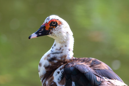 Close-up of a Muscovy duck on a blurred backgroundの写真素材