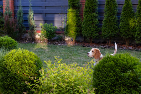 Beagle dog enjoying sunny gardenの写真素材
