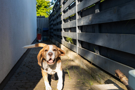Happy Beagle Running Towards the Camera in a Sunny Yardの写真素材