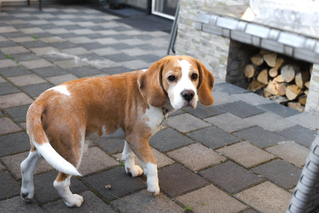 Beautiful bicolor beagle dog standing by the fireplace in the yard of the houseの写真素材