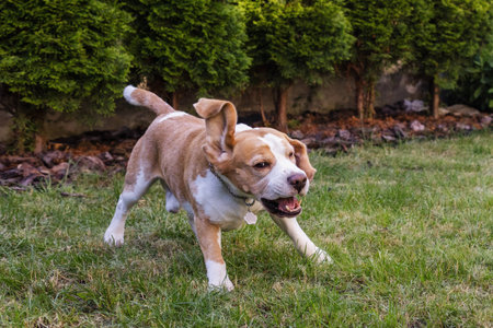 Happy beagle running on the grass and waving his headの写真素材
