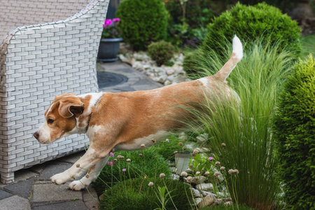 A beagle dog runs and jumps in a gardenの写真素材
