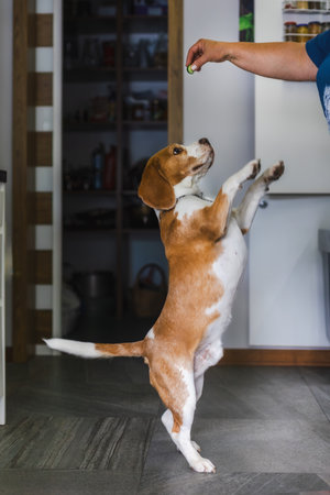 Beagle Dog Standing Up for a Treat in Kitchenの写真素材