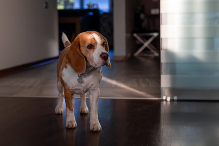 Beagle dog standing in the houseの写真素材
