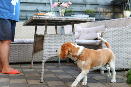 Beagle at a table outdoors on a summer day on the terraceの写真素材