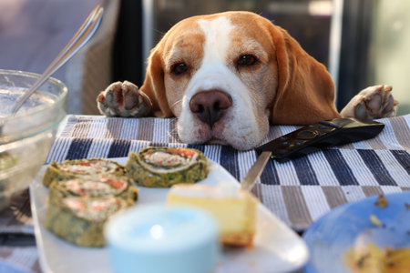Curious beagle admiring delicious food on the tableの写真素材