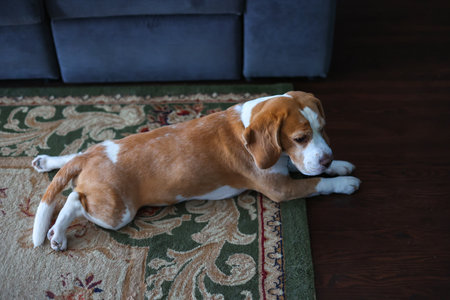 Beagle dog resting on carpet in roomの写真素材