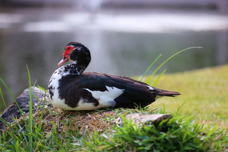 Muscovy Duck Resting by the Pondの写真素材