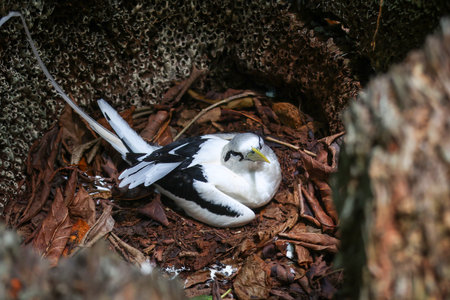Elegant Phaeton white-tailed bird nesting among natural foliageの写真素材