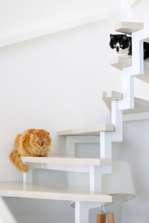 Two Cats on a Modern Staircase A Playful Domestic Sceneの写真素材