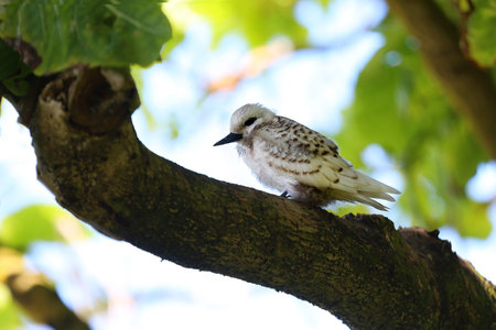 White tern on a tree branch in the forest