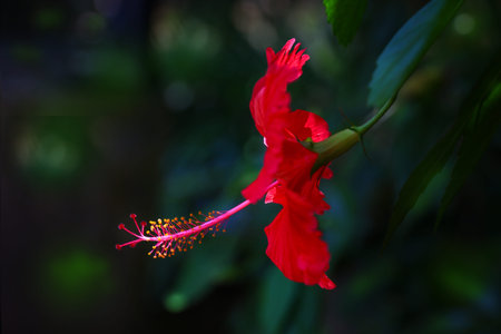 Hibiscus flower in full bloom on dark background