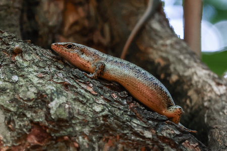 Skink lizard resting on a tree branch in its natural habitatの写真素材