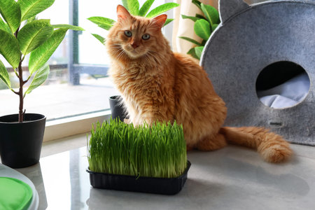 Portrait of a red cat near fresh grass near the windowの写真素材