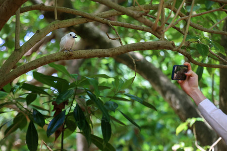 White bird sitting on a tree branch, tourist taking a picture of a bird on his phone