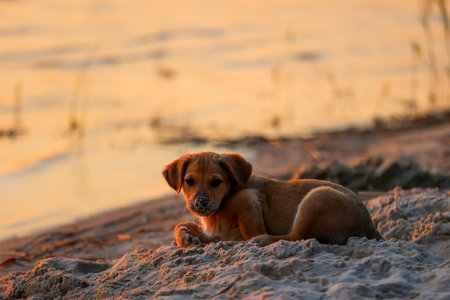 Puppy relaxing on a sandy beach at sunset with golden light and calm water.の写真素材