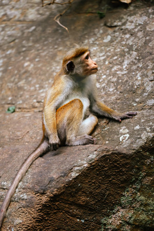 Monkey sitting on a rock.