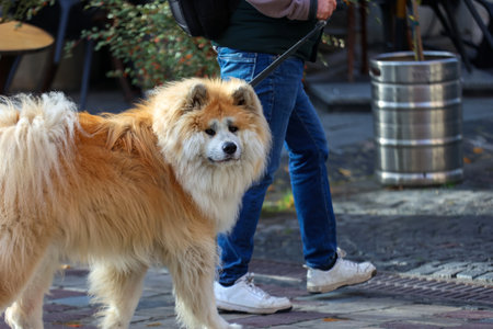 A Beautiful Akita Dog Enjoying a Walk on the Streetの写真素材