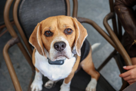 Cute Beagle dog sitting on a chair looking at the cameraの写真素材