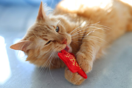 Playful Ginger Cat Chewing on a Red Toyの写真素材