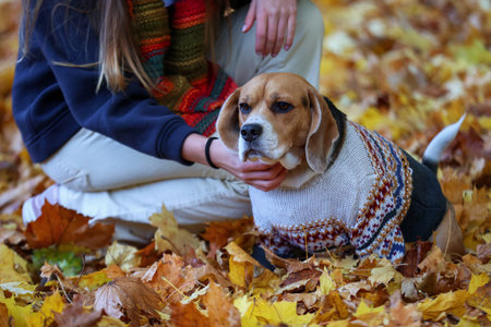 Beagle in a cozy sweater among autumn leaves with his ownerの写真素材