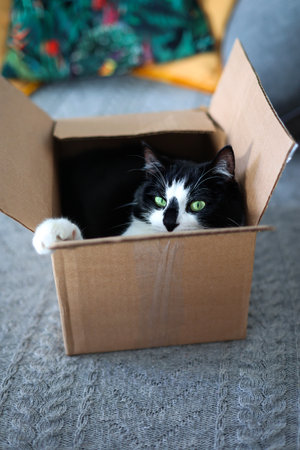 Cute black and white cat peeking out of a cardboard boxの写真素材