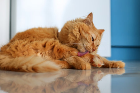 Ginger Cat Grooming Its Paw on a Reflective Floorの写真素材