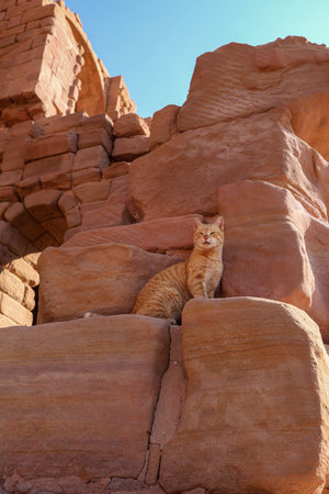 Orange Tabby Cat on Red Rock Formations Under Blue Skyの写真素材