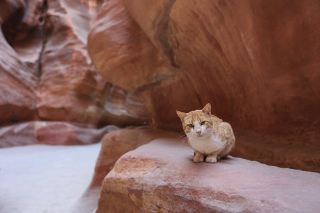 Curious Cat in the Siq Canyonの写真素材