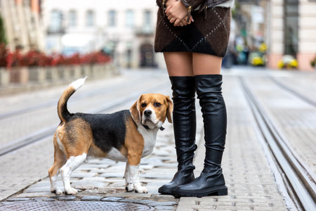 Beagle dog standing next to a person in boots on a cobblestone streetの写真素材