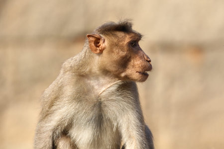 Close-up Portrait of a Macaque Monkey Looking Sideways