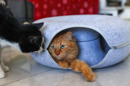 Curious black and white cat investigates ginger cat in a cozy felt bed