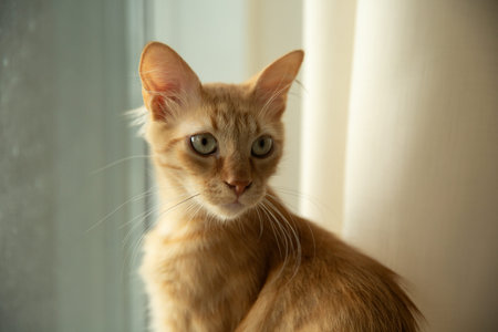 Curious young ginger cat looking by the windowの写真素材