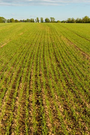 Young Wheat Growing in the Field Neat Rows. Nature.の写真素材